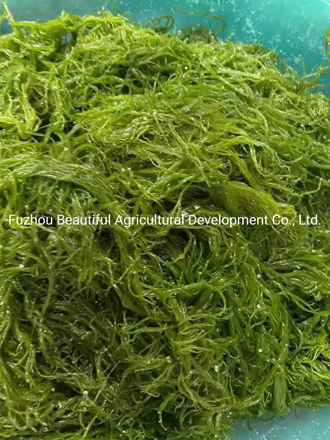 2022 para la alimentación precio de fábrica de algas Gracilaria