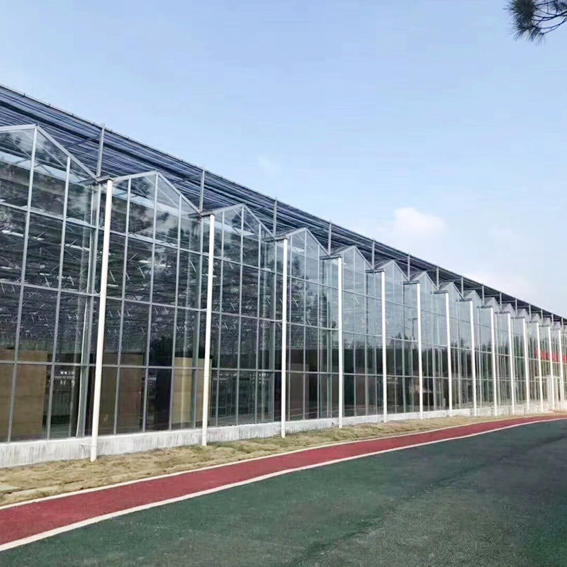 Multi Span Glass Greenhouse Cheap Agriculture Multispan Greenhouse, Commercial Greenhouse for Cultivation