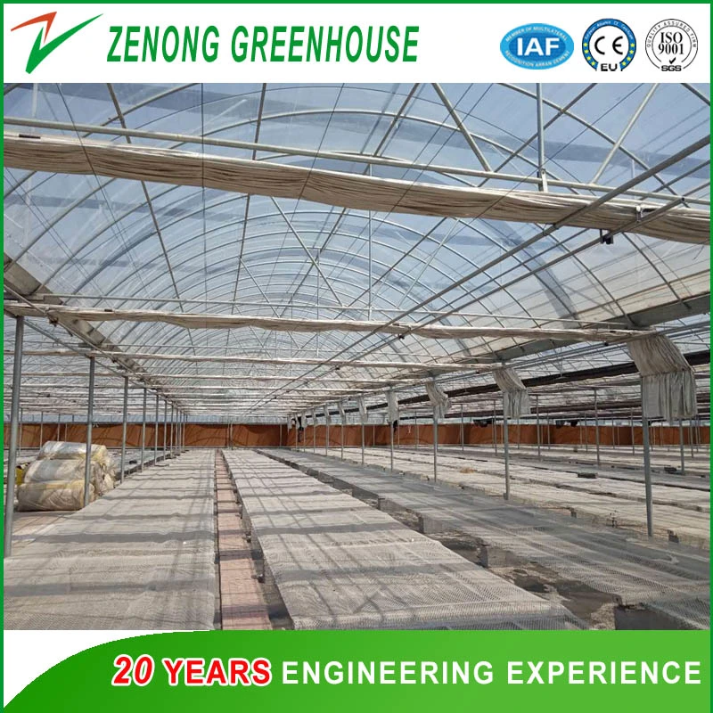 Arch Greenhouse Poly Film Covered Greenhouse for Vegetables/Flowers/Fruits/Seed Breeding