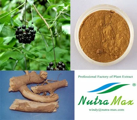 Factory Supply Siberian Ginseng Extract with Eleutheroside B+E 0.8%