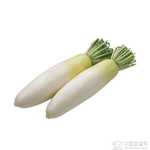 Super Quality Chinese White Redish