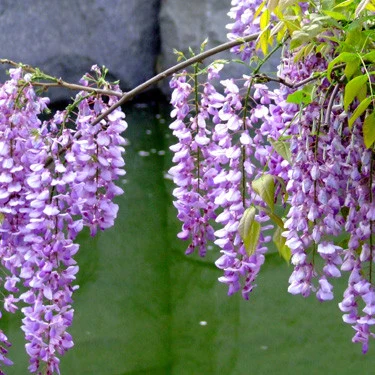 Zi Teng Wholesale/Supplier High quality/High cost performance Chinese Wisteria Tree Seeds for Planting Bulk