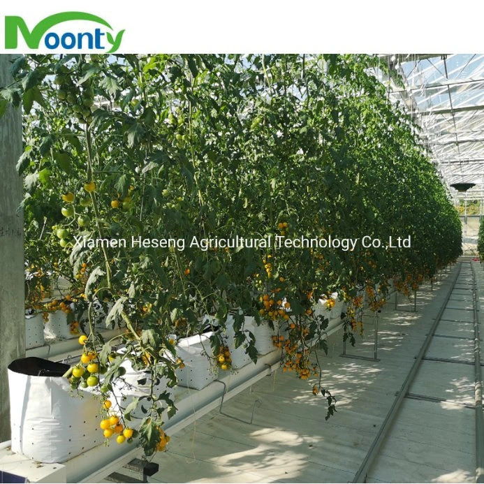 Gutter Rockwool Hydroponic Growing System with Fertilizer Coco Peat Perlite Substrate for Cherry Tomato Drip System in Greenhouse
