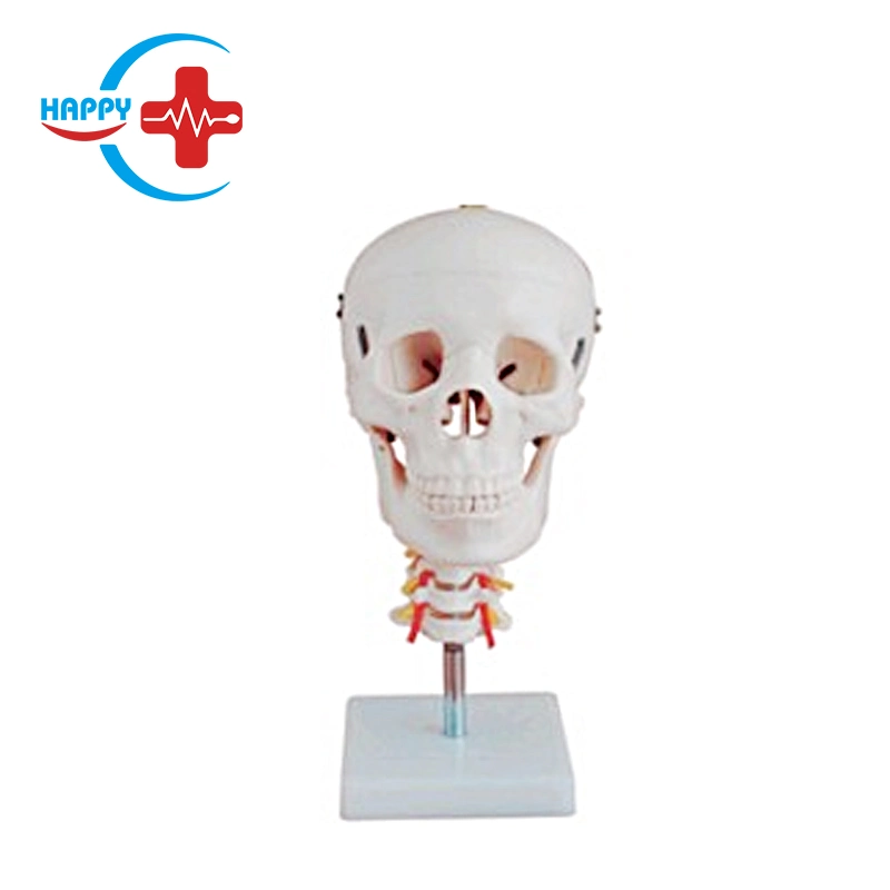 Hc-S209 Human Skull Demonstrative Model with Cervical Vertebrae for Teaching