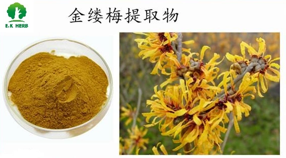 E. K Herb Leading Plant Extract Manufacturer High Purity Comestics Skincare Tannins 10% ~60% Witch Hazel Extract Hamamelis Virginiana Extract