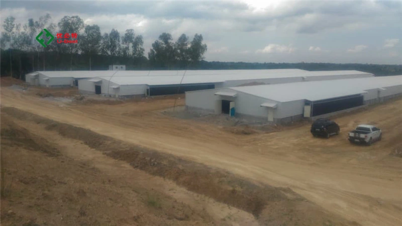 El equipo de agricultura de la capa de tipo H de la batería completamente automático de la jaula de aves de corral pollo