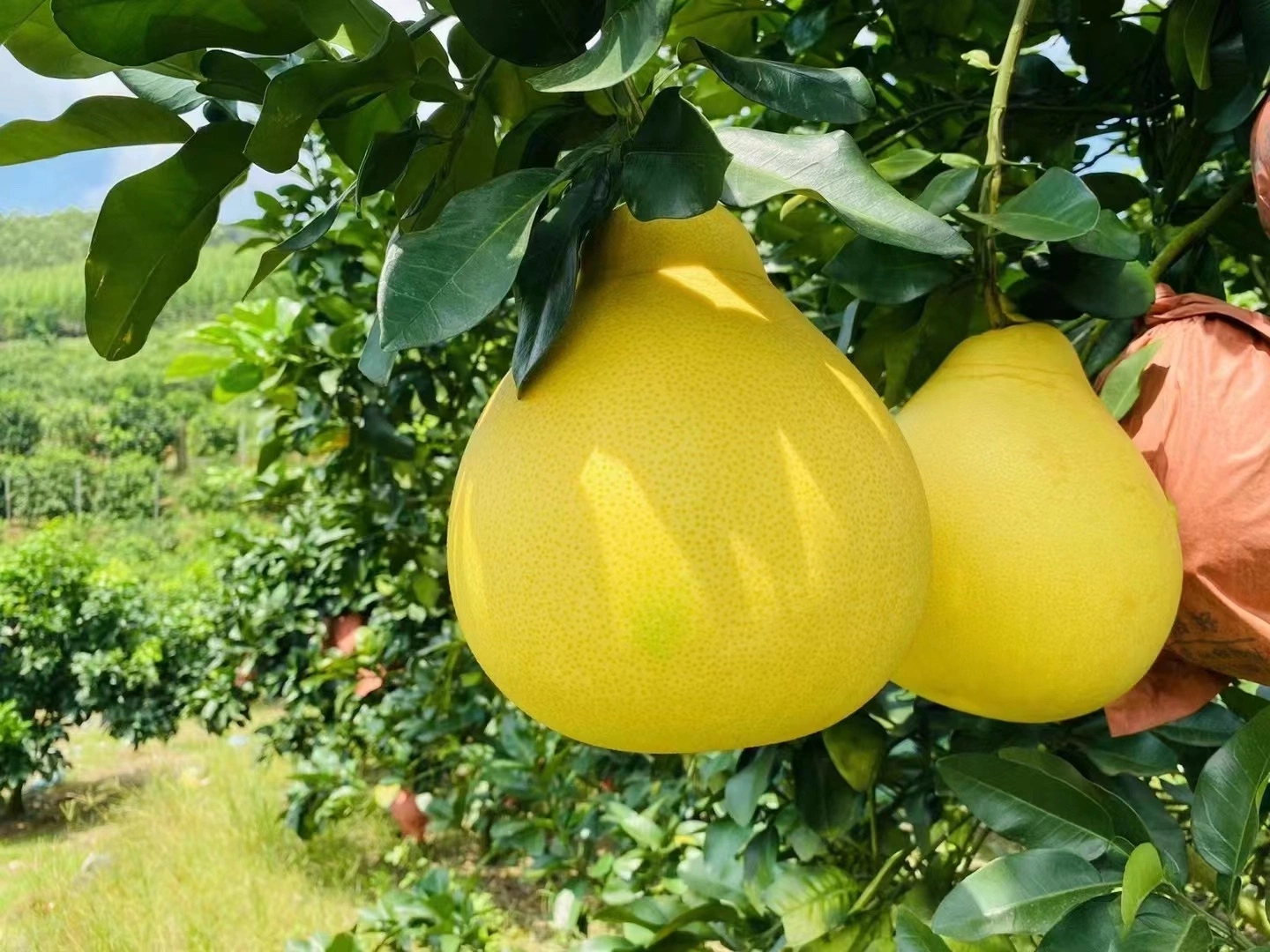 Gute Leckere Frische Früchte Honig Pomelo