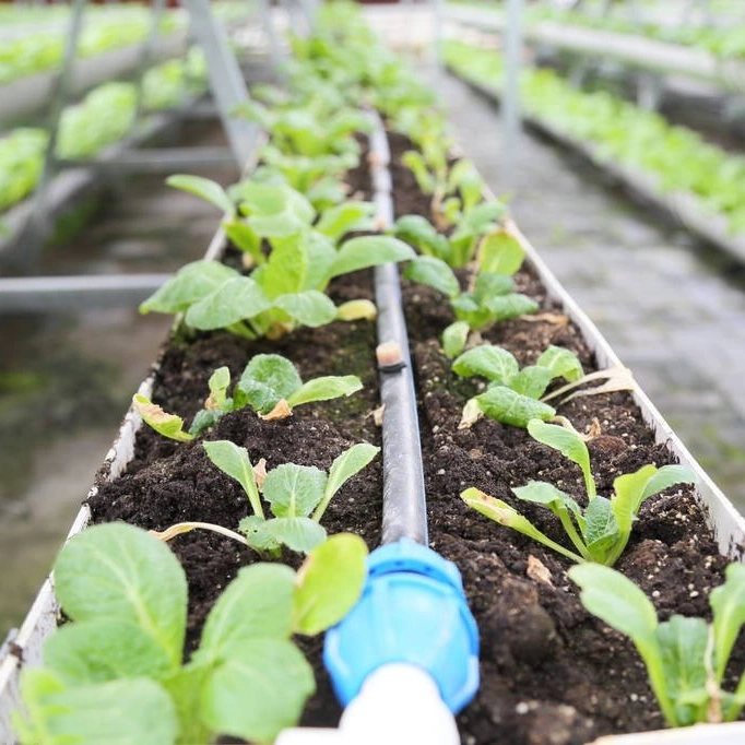 Personalizar el cultivo hidropónico Nft Xinhe sistemas sistemas de cultivo