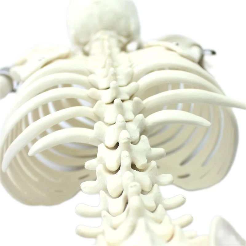 Hohe Reproduktion und Genauigkeit Medizinische Lehrmodelle Knochenfarbe Mensch Teaching Skeleton 85cm menschliches Skelett aus PVC