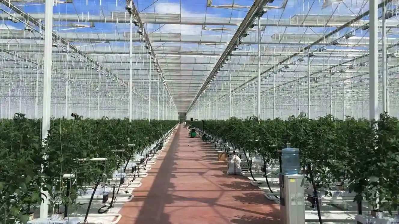 Arco de cultivo Multi-Span Niutou Marca de policarbonato de invernadero para la agricultura Tomato