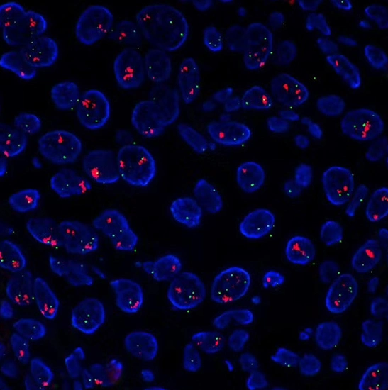 BestScope BS-2081F investigação de alto nível Fluorescent Trinoculares Microscópio biológico para o laboratório