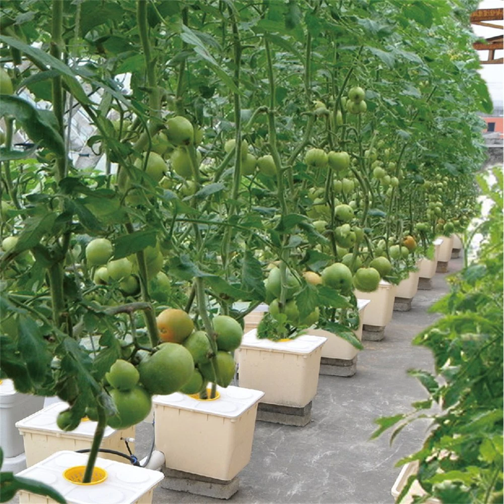 Plastic Dutch Bucket Hydroponics System Greenhouse for Tomatoes