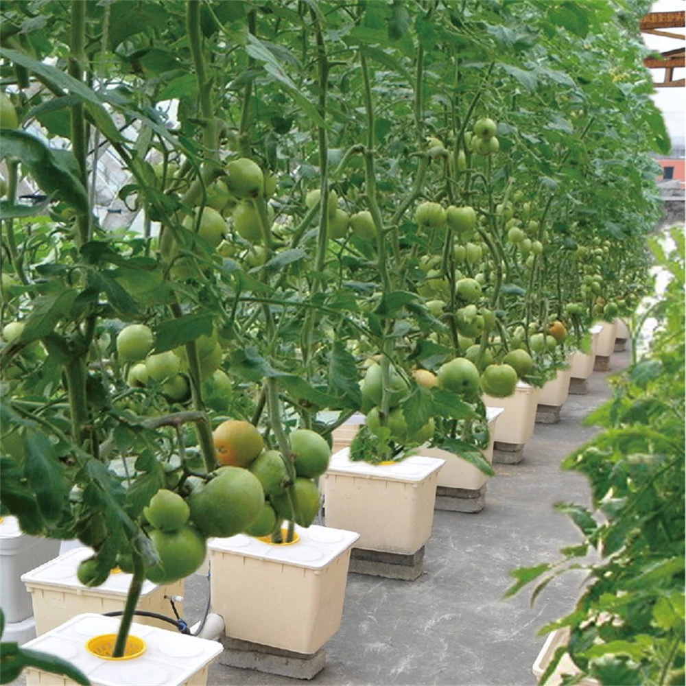 Système de la culture hydroponique de godet néerlandais en plastique pour les tomates de serre