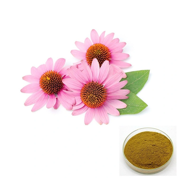 Fábrica melhor qualidade extracto de ervas naturais Echinacea Purpurea Extract Pó