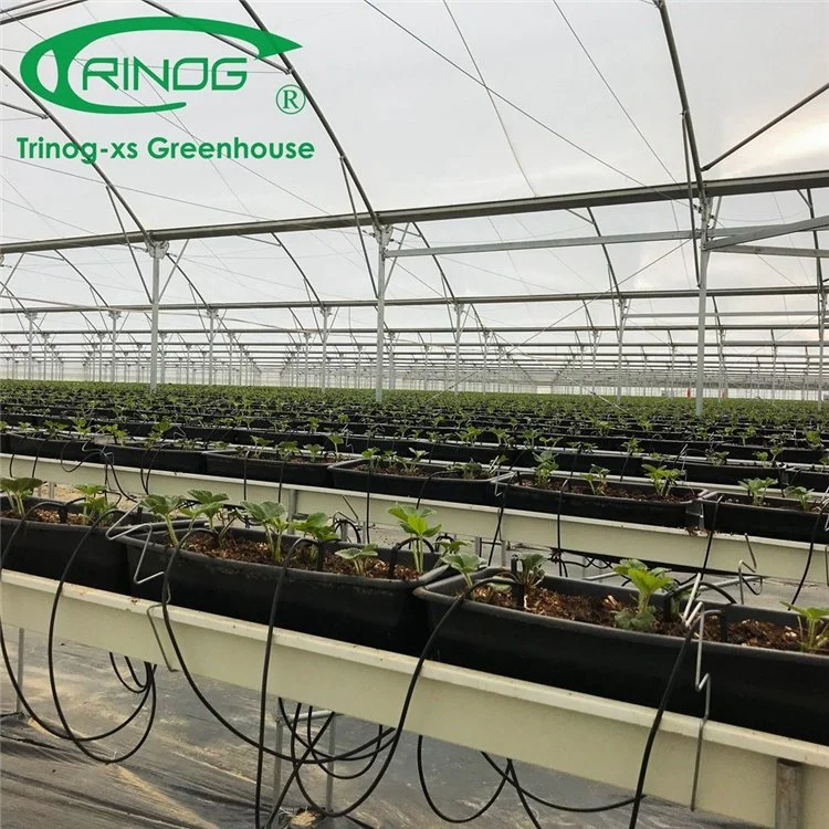 Low Price Hot Selling Agricultural Commercial Film Greenhouse with Strong Structure