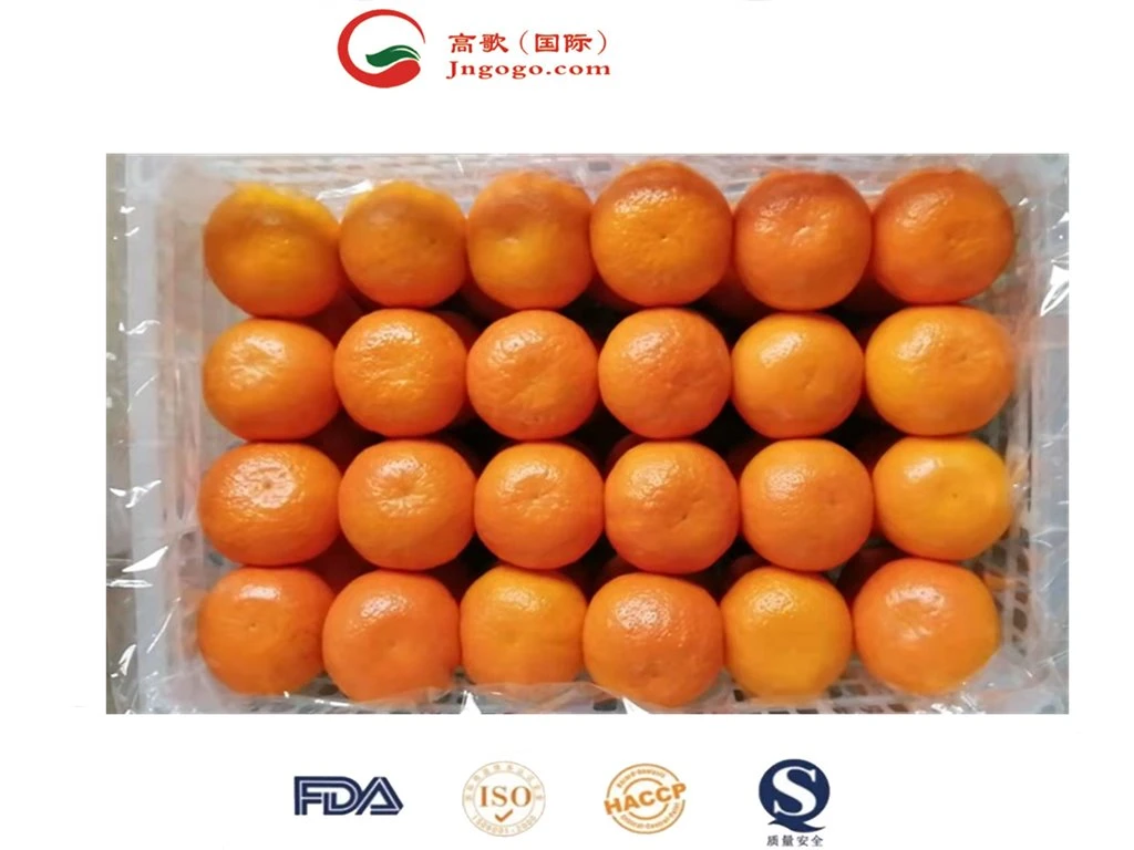 Fresh Mandarin Fragrant and Sweet Mandarin Juicy Wogan Mandarin