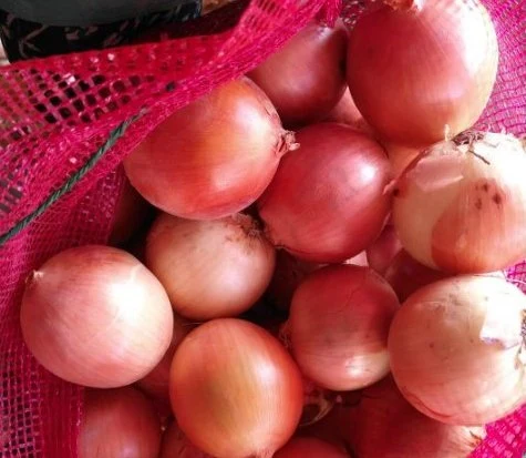 Gelb Weiß Grün Rote Zwiebel Geschälte Zwiebel