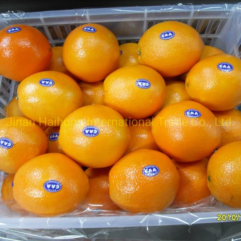 Nueva Cosecha de buena calidad de exportación de naranja fresco chino ombligo