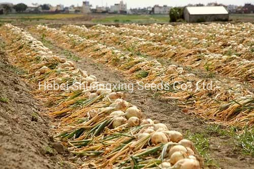 Heat Resistant Hybrid Yellow Onion Seeds for Plant