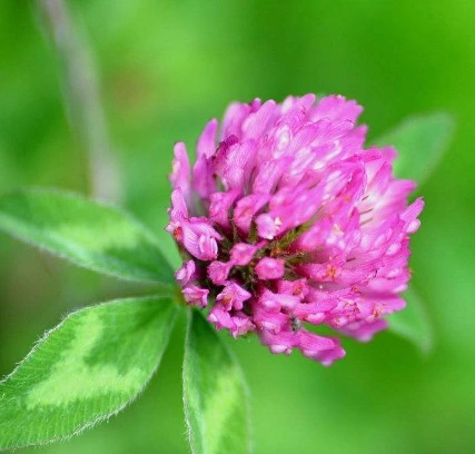 Halal Certified Red Clover Extract Isoflavone 8%, 20%, 40% durch HPLC