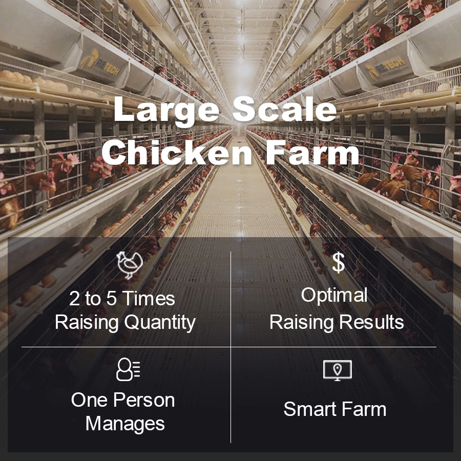 Sistema automático de jaulas de batería de Pollo Farm para capa