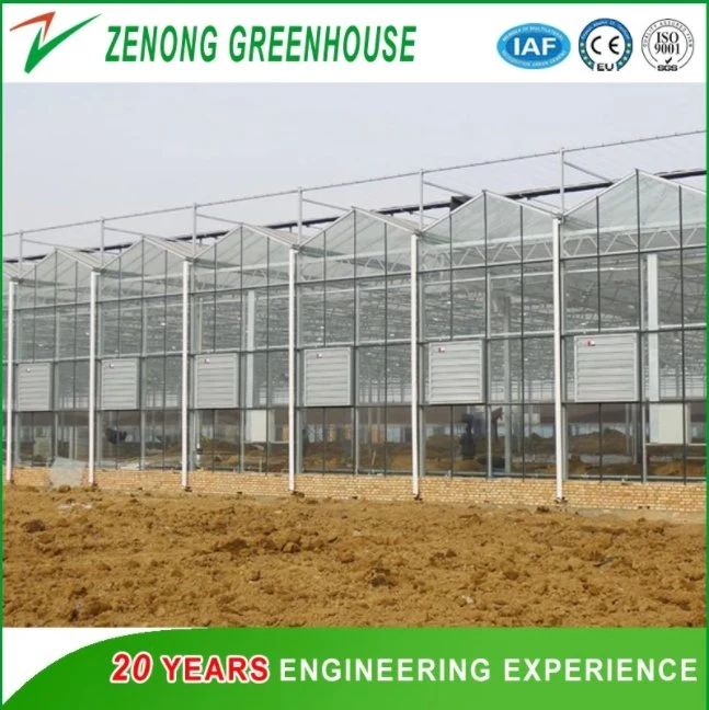 China Easy Installed Low Cost Plastic Film Greenhouse for Agriculture/Cultivation/Planting Vegetables