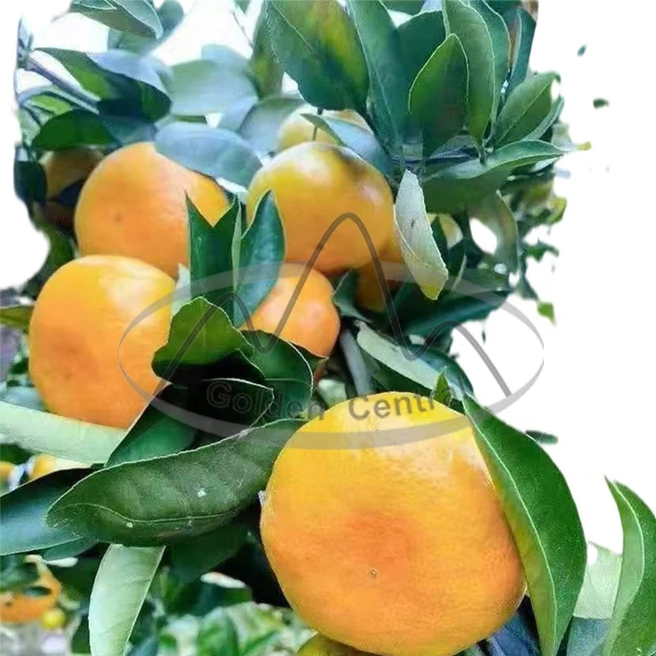 China 2023 Nuevo cítricos frescos deliciosos Mayorista/Proveedor naranja jugosa.