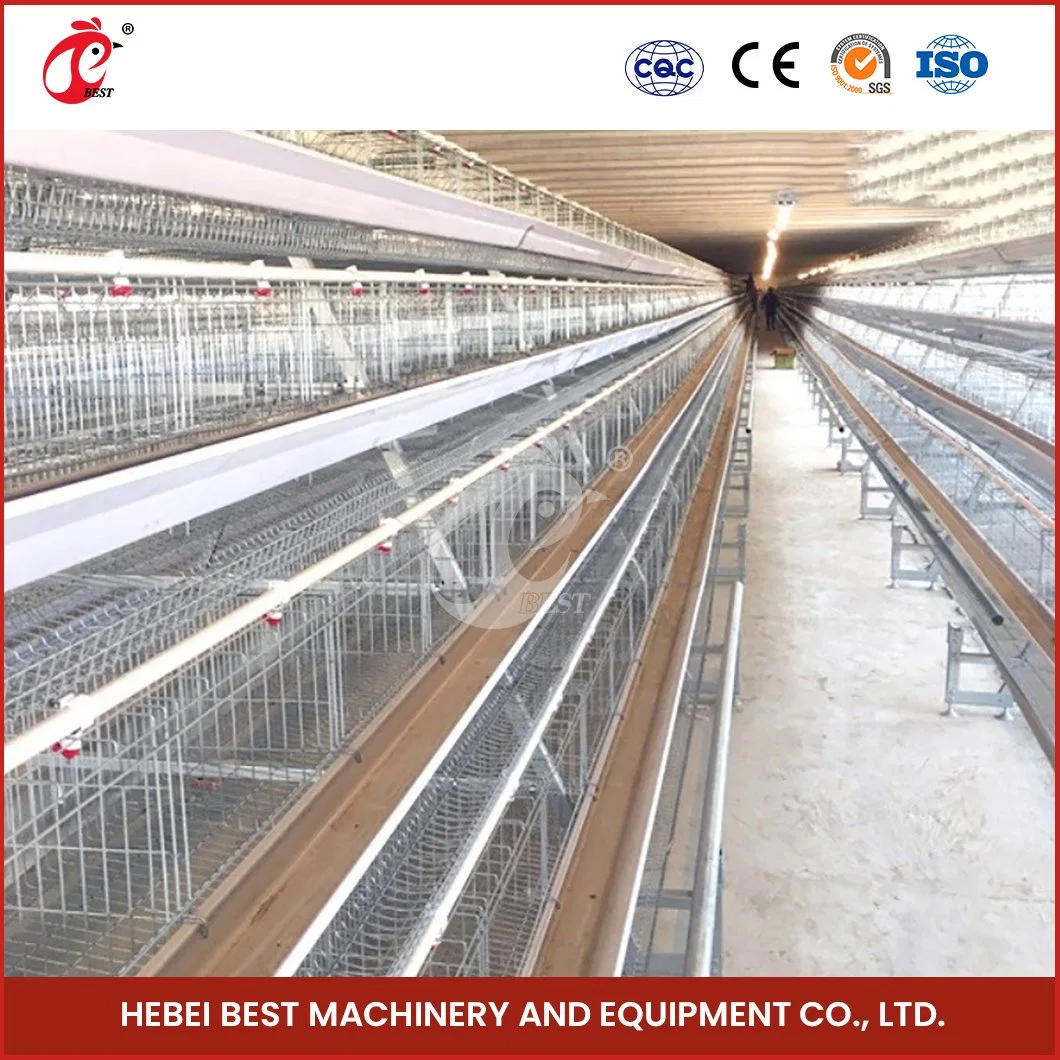 Bestchickencage a Type Young Hen Coop Breeder Cage China Outdoor Chicks Cage Supplier OEM Customized Maintenance Free and Recyclable Wooden Chicken Pullet Cage