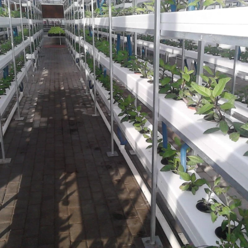 Soiless Cultivation Hydroponics Growing System for Green Leaf Vegetables