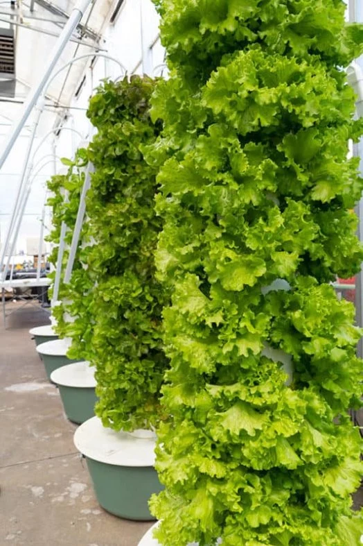 Aeroponic Torres creciente Hidroponía sistemas hidropónicos sistemas Jardín Vertical de PVC interiores verticales tipo de plantación de piña