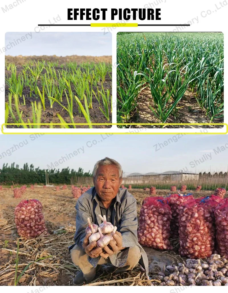 Sembradora De Ajo Garlic Growing Machine Garlic Seeding Planting China Garlic Planter