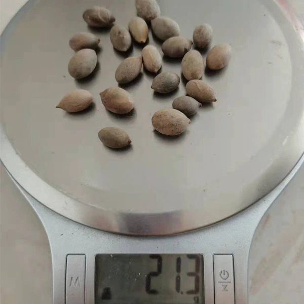 Touchhealthy Supply Hyophore Lagenicaulis Seeds/Bottle Palm Seeds