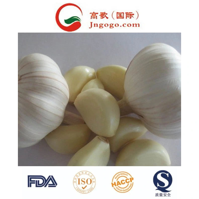 Fresco de buena calidad de exportación de ajo chino las verduras frescas de ajo fresco