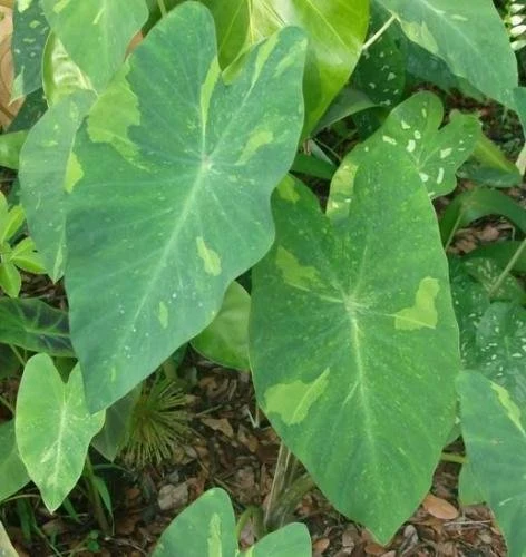 Whole Natural Plants Colocasia Electric Lime Gecko