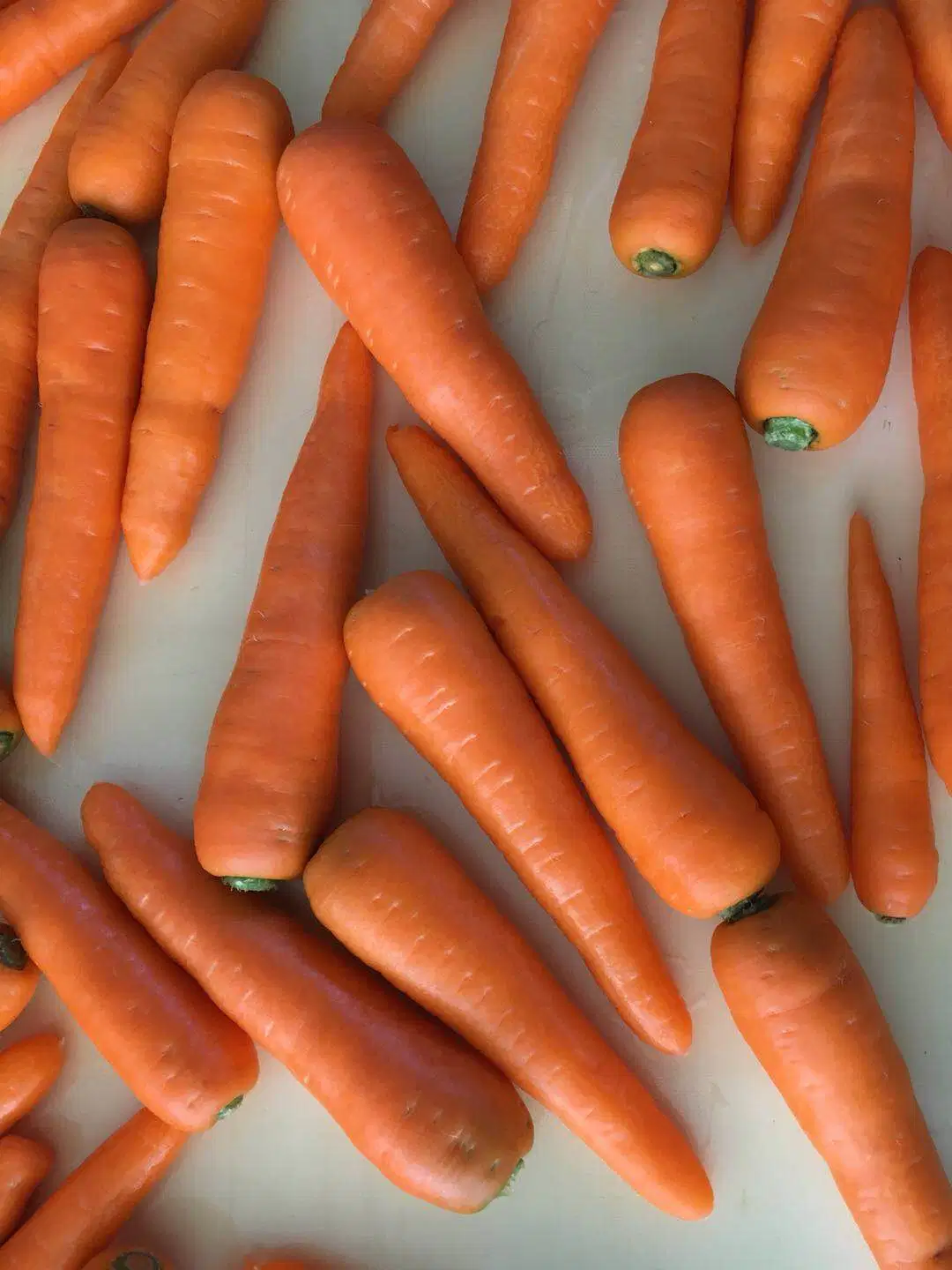 Good Quality and Price Carrot From Shandong Area