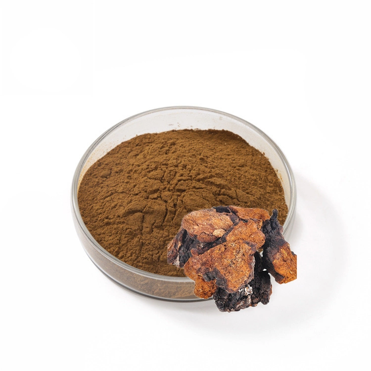 Planta Natural de suministro de fábrica; polvo de extracto de chaga; champiñones de chaga; Extracto de Inonotus Obliquus