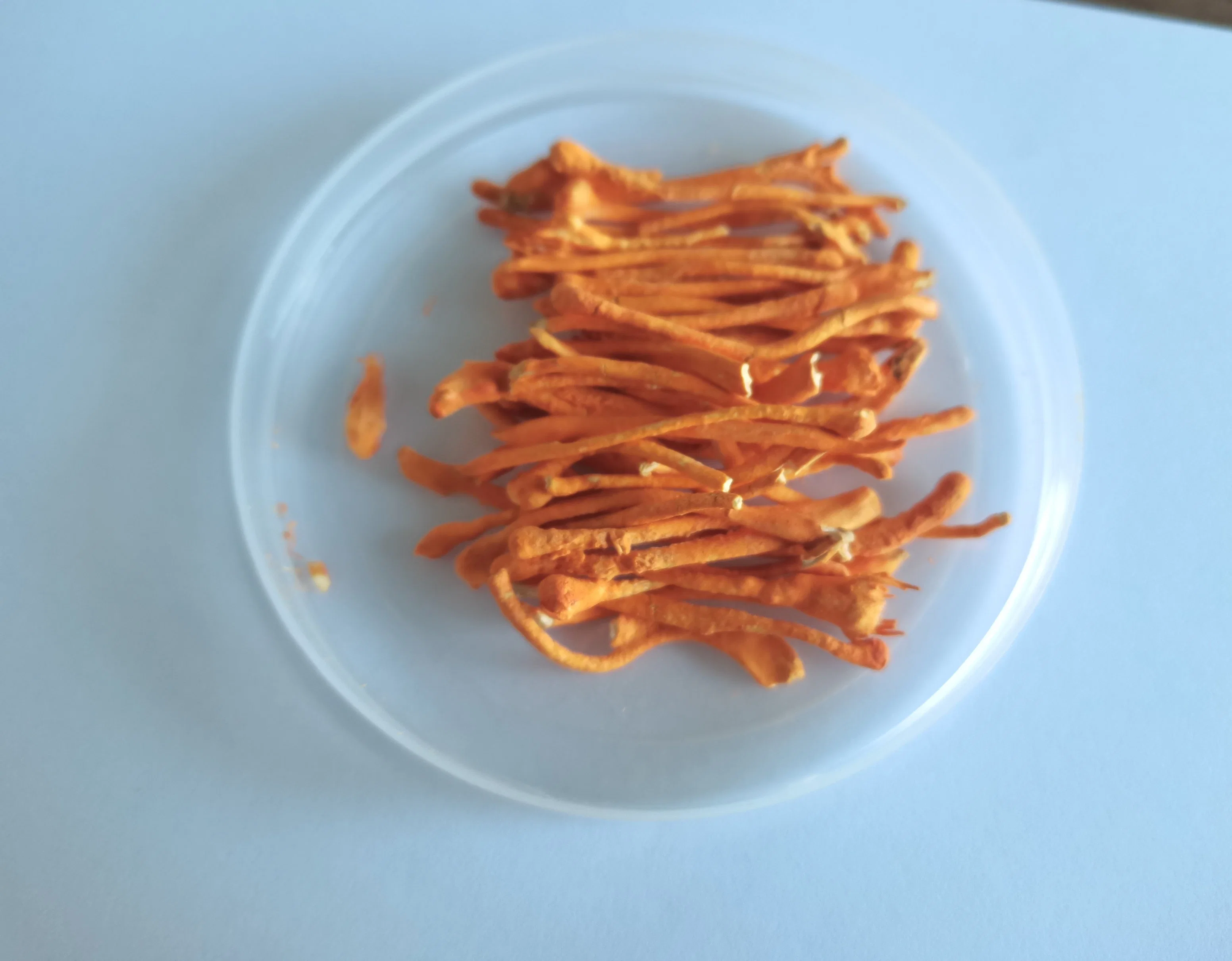 Drying Cordyceps Sinensis/Mycelium of Cordyceps Sinensis