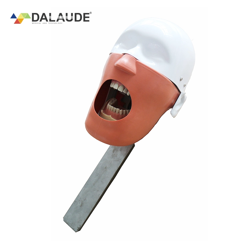 Dentist Training Teaching Head Model Manikin Simulator