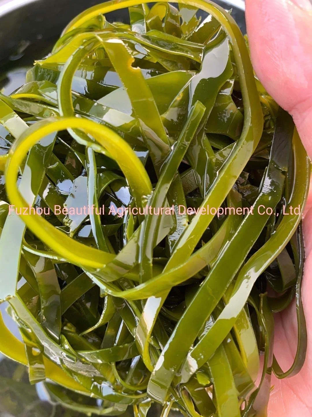 Venta caliente Paquete Grande secado al sol Natural Mar algas kelp 25kg.