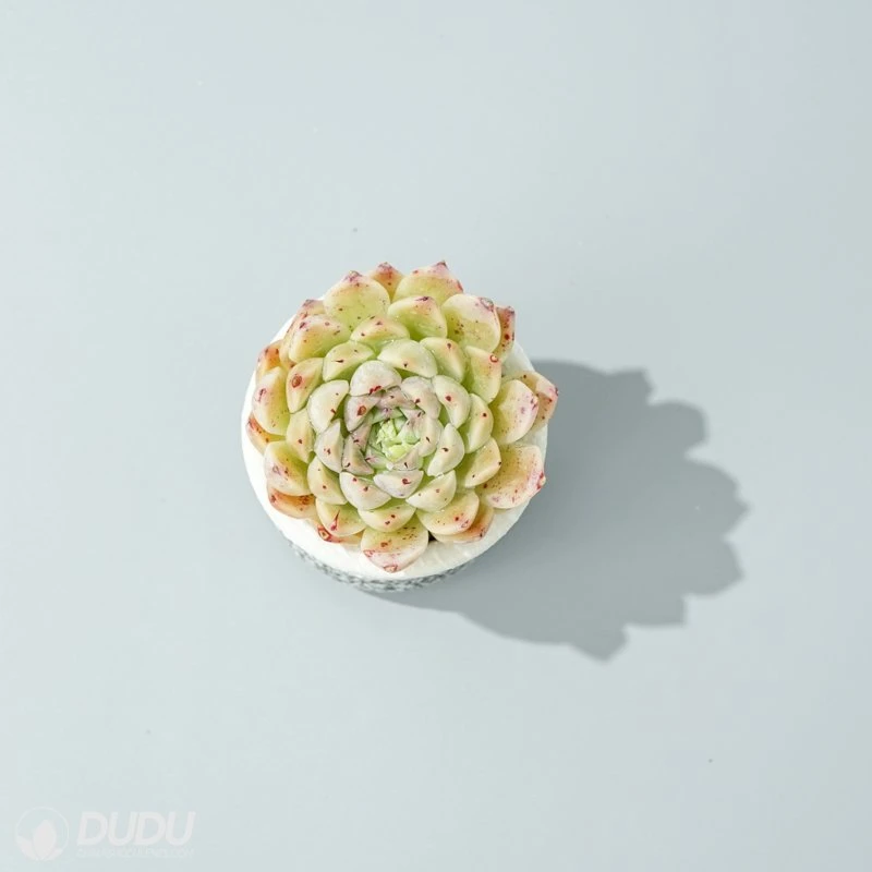 Dudu Lovely Wholesale Hot Sale Hugo Echeveria Natural Live Succulent in Bulk