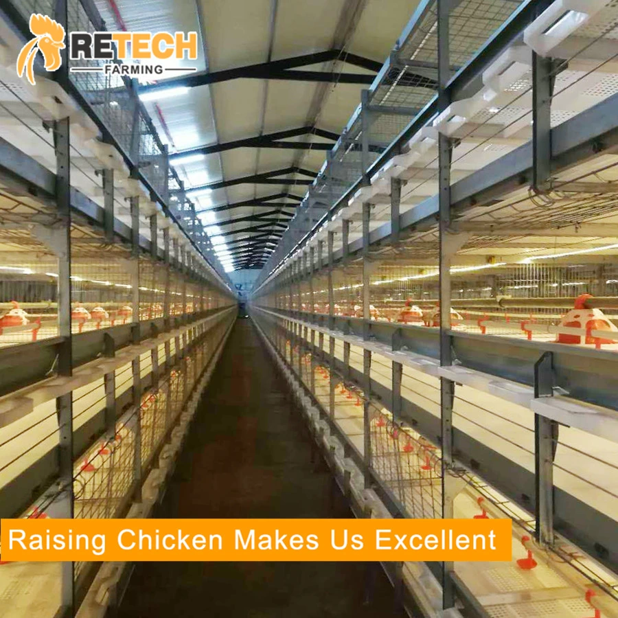 H Type Automatic Broiler Chicken Cage for Pullet and Broiler in Tanzania