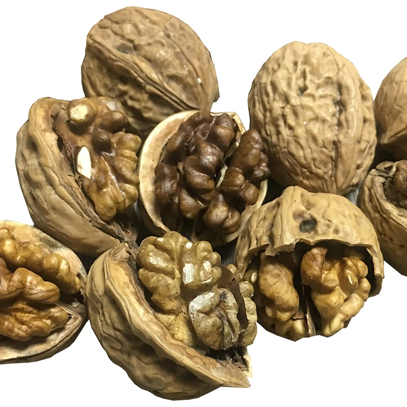 La norma ISO22000 Tamaño grande las nueces de nogal Inshell secos