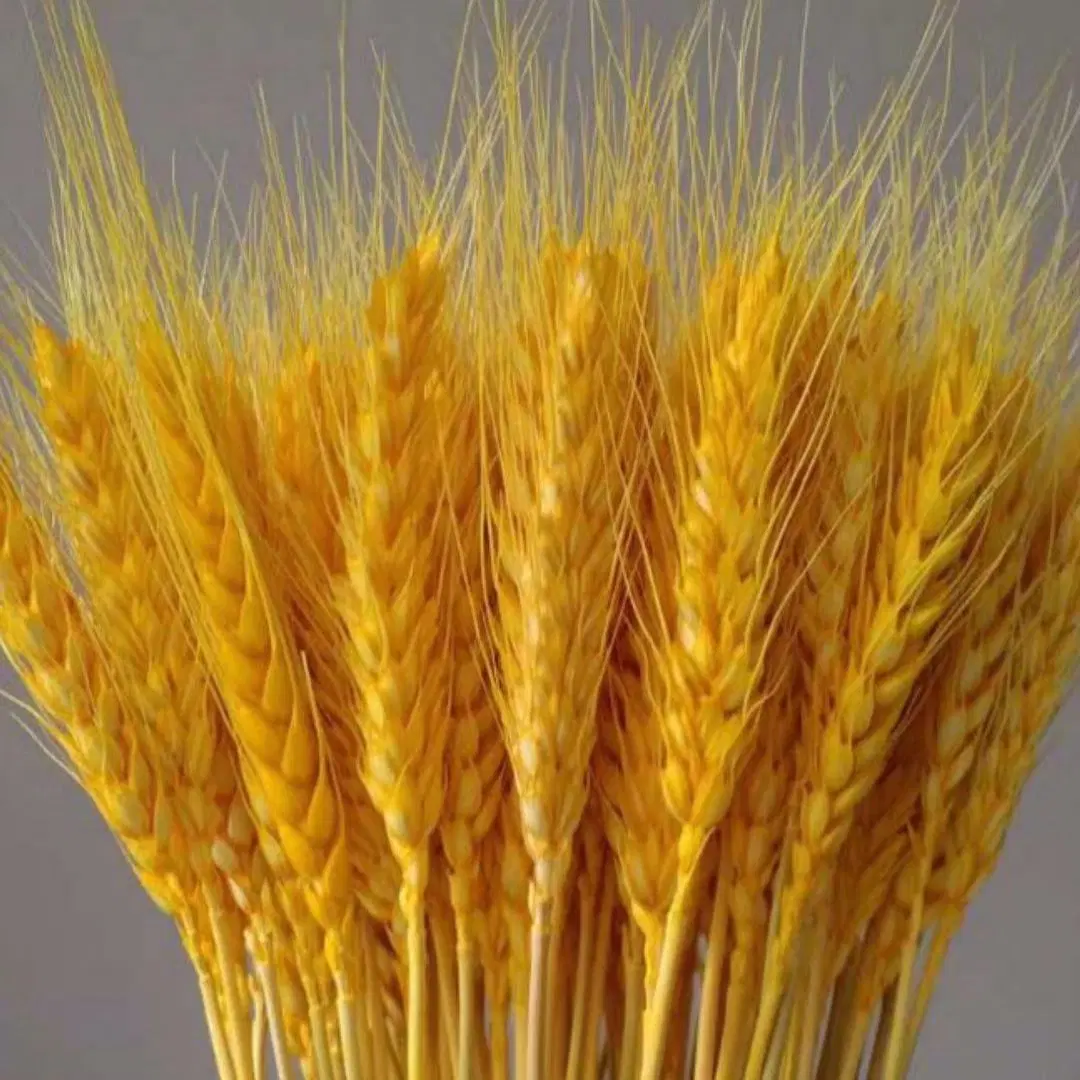 Home and Wedding Decoration Dried Natural Wheat Wholesale/Supplier Flower