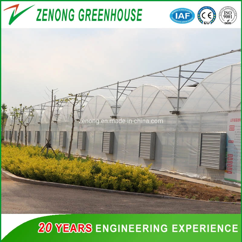 Plastic Film Greenhouse with Hydroponic Growing System