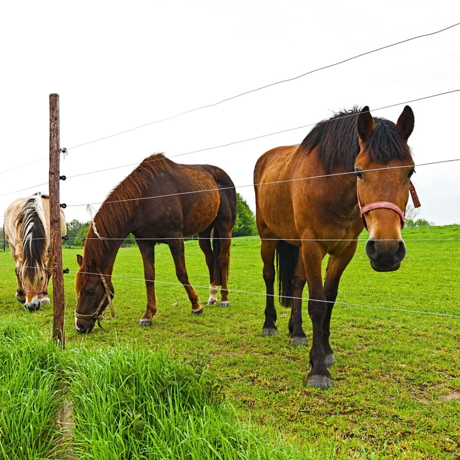 New Design Popular Types Electric Power Fence Equipment with Whole System