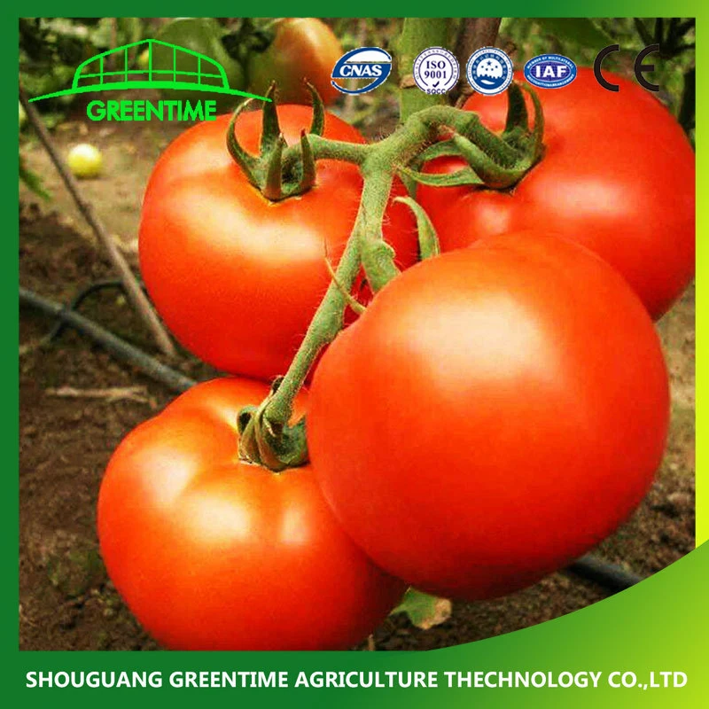 China Company High Yield Tomaten Samen Wachstumstyp Frucht Cracking Widerstand