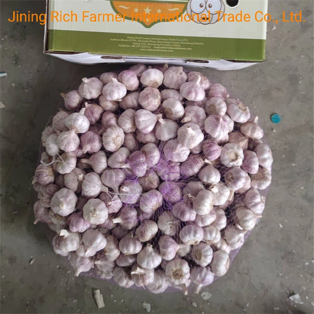 Productor de ajo fresco de almacenamiento en frío normal más reciente cosecha de Ajo Blanco Mayorista/Proveedor