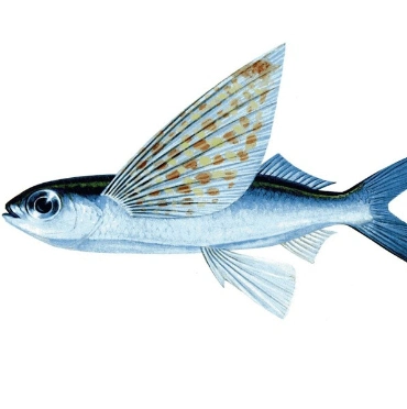 Pescado hidrolizado colágeno péptido/colágeno de pescado/colágeno CAS 9007-34-5