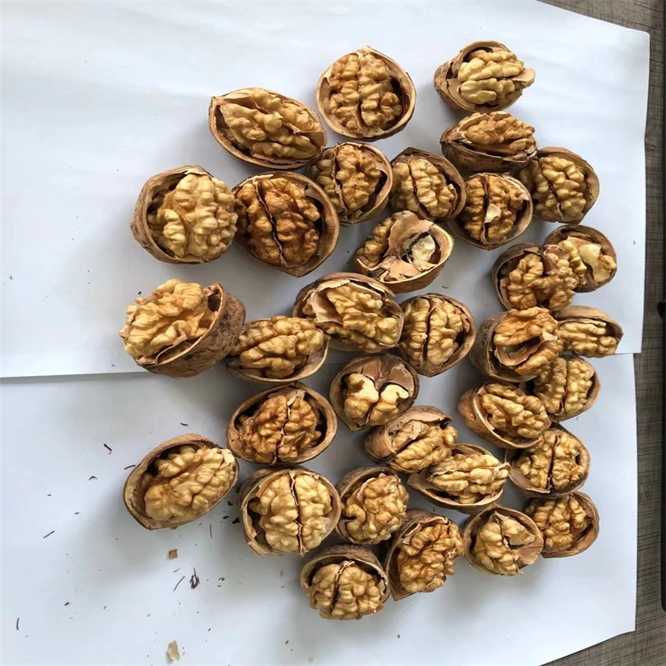 Xinjiang Origin China Walnut in Shell