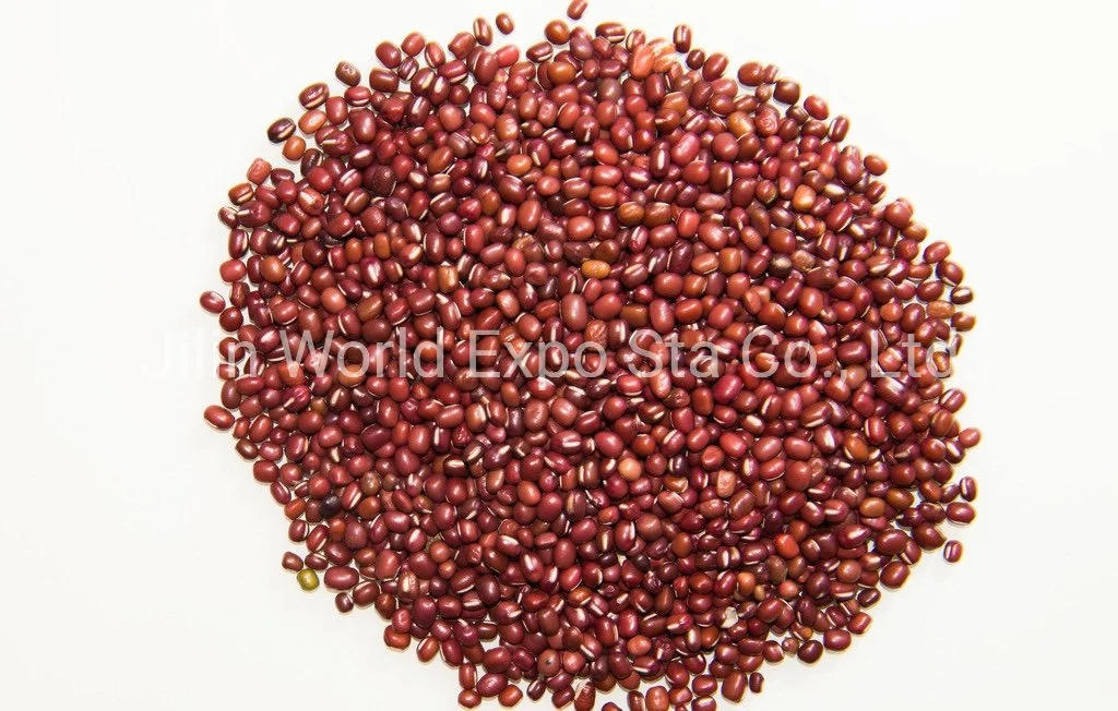 Wholesale/Supplier Dried Red Beans 4.5mm for Food